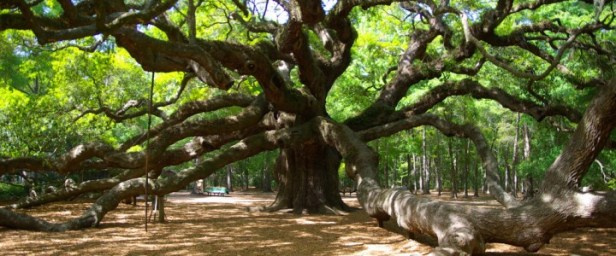 angel-oak-tree-3453781980_02f43272e4_b-720x300.jpg
