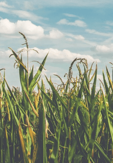 CornField.png