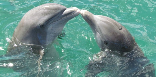 dolphin-1974975_1280.jpg