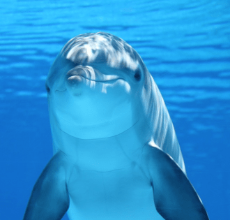Dolphin1.png